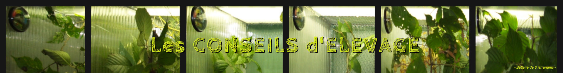 banniere conseil d'levage des phasmes