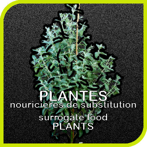 Menu principal les plantes nourricires de substitution pour les phasmes