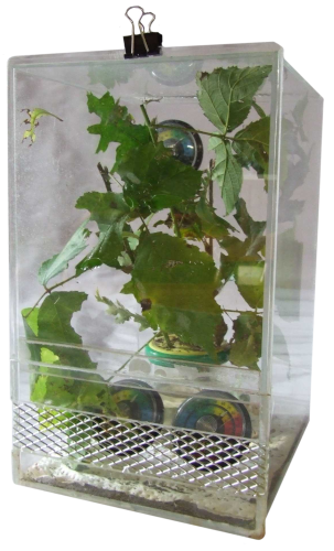 terrarium d'élevage des larves
