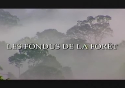 Vido, les fondus de la fort