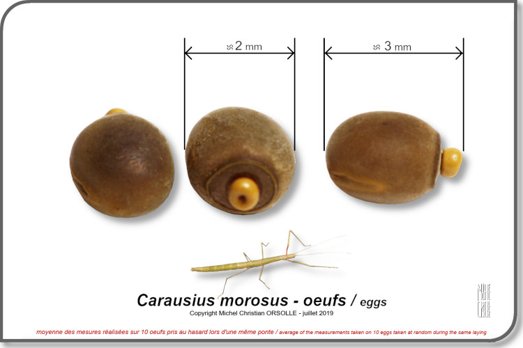 photos oeufs Carausius morosus gigantea copyright Orsolle Michel Christian