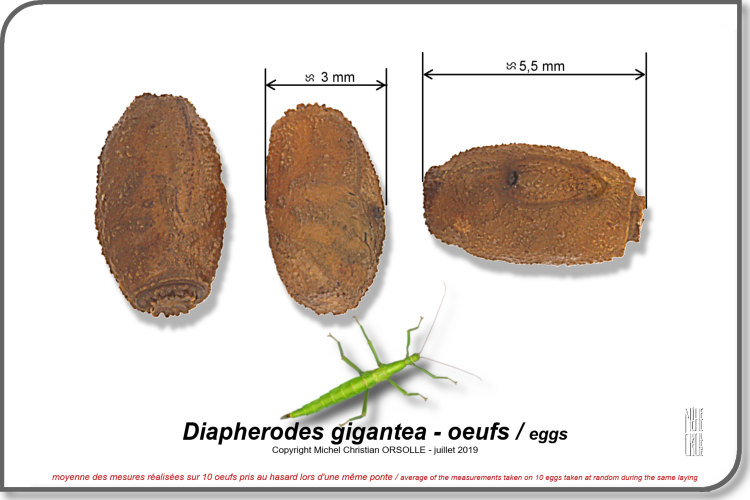 photos oeufs Diapherodes gigantea copyright Orsolle Michel Christian