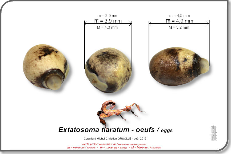 photos oeufs Extatosoma tiaratum copyright Orsolle Michel Christian