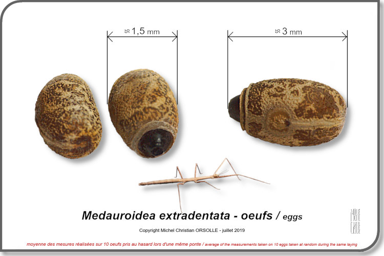 photos oeufs Medauroidea extradentata copyright Orsolle Michel Christian