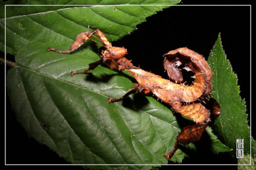 Extatosoma tiaratum femelle