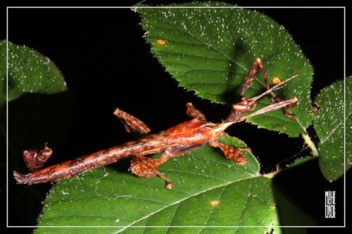 Extatosoma tiaratum mle