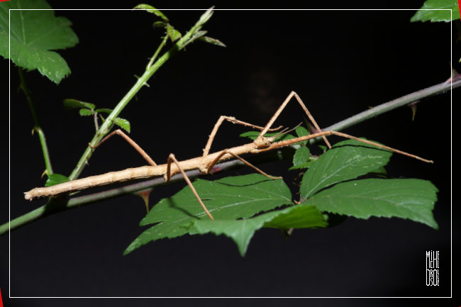 Medauroidea extradentata femelle