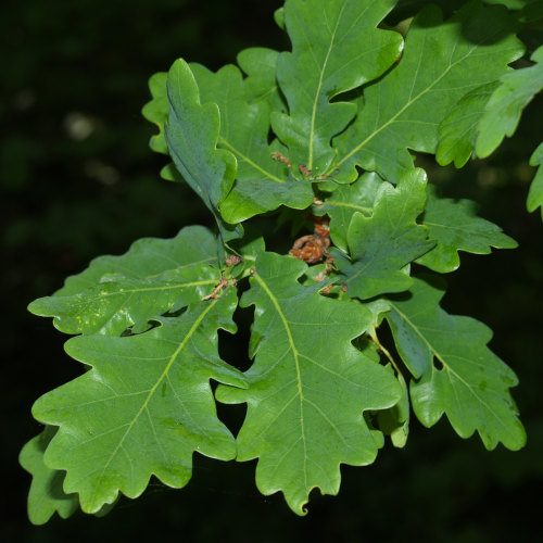 photo plante chne feuille